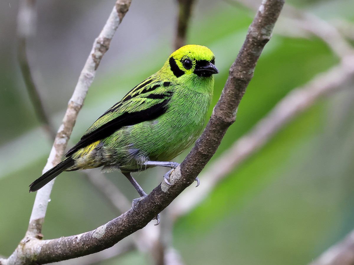 Emerald Tanager - ML620556769