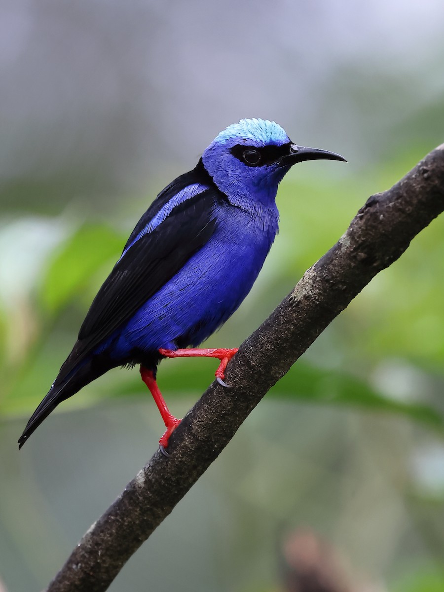 Red-legged Honeycreeper - ML620556771