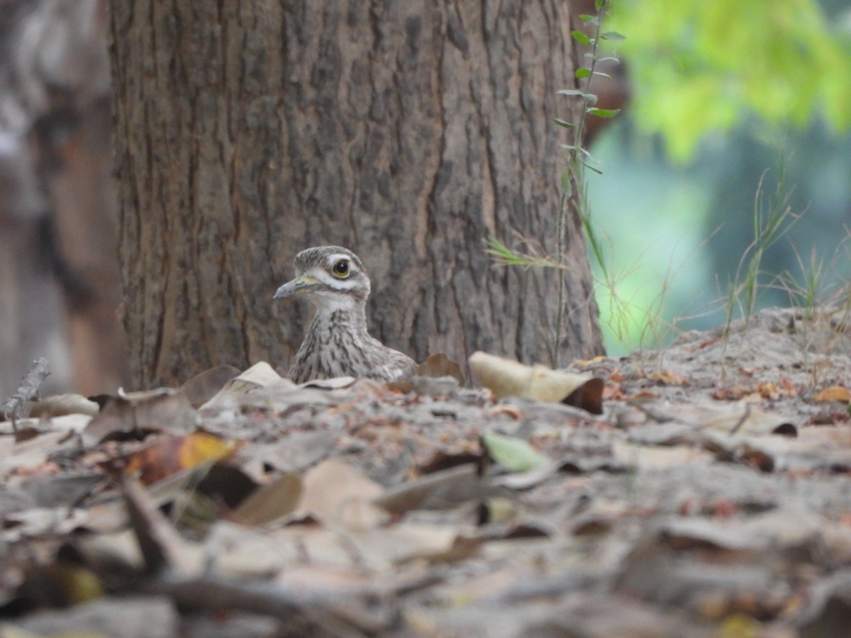 Indian Thick-knee - ML620556773