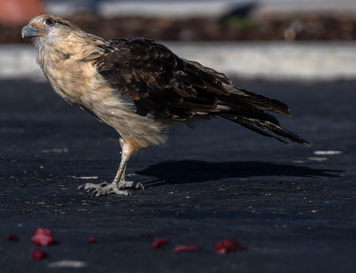 Yellow-headed Caracara - ML620556775