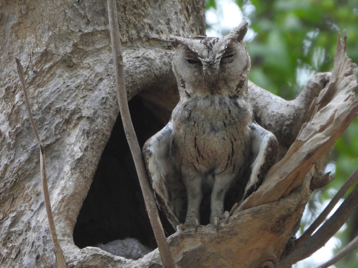 Indian Scops-Owl - ML620556785