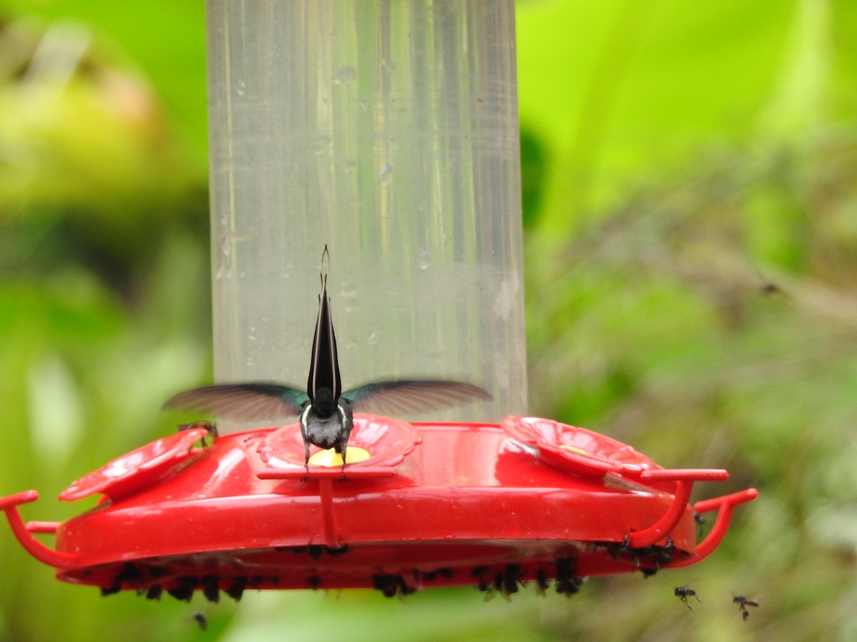 kolibřík trnoocasý - ML620556787