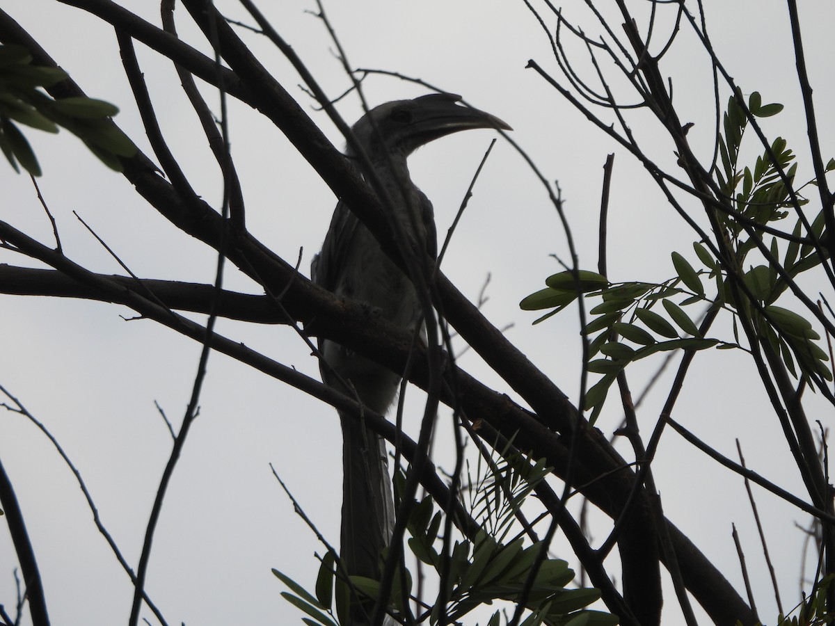 Indian Gray Hornbill - ML620556788