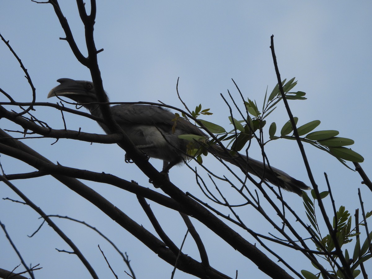Indian Gray Hornbill - ML620556789