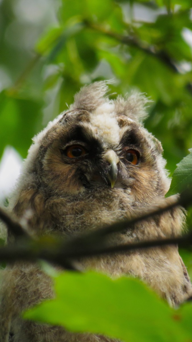 Long-eared Owl - ML620556790