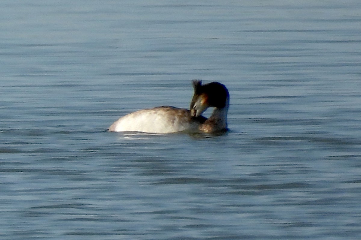 Great Crested Grebe - ML620556795