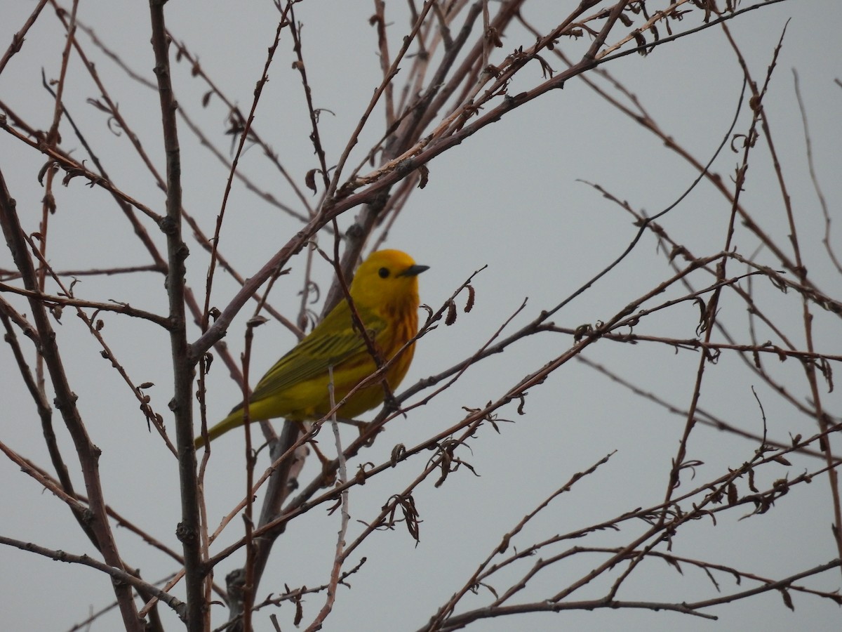 Yellow Warbler (Northern) - ML620556801