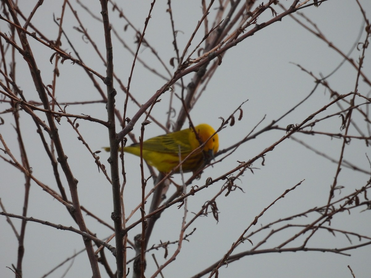 Yellow Warbler (Northern) - ML620556802