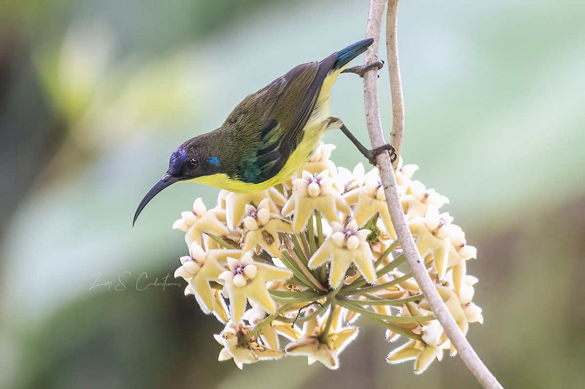 Metallic-winged Sunbird - ML620556822