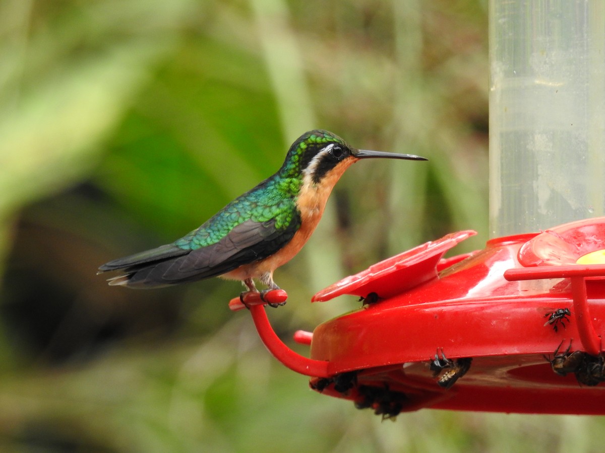 kolibřík fialovohrdlý - ML620556823