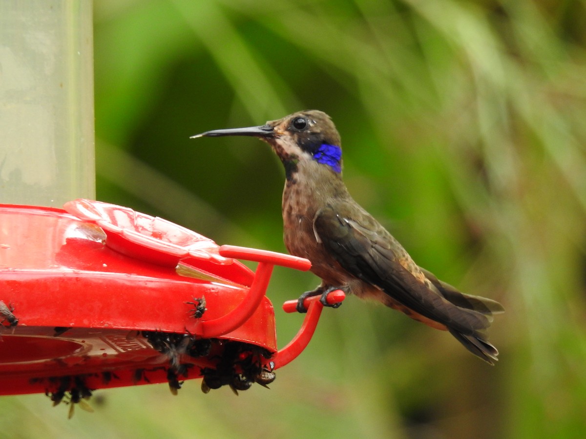 Brown Violetear - ML620556840