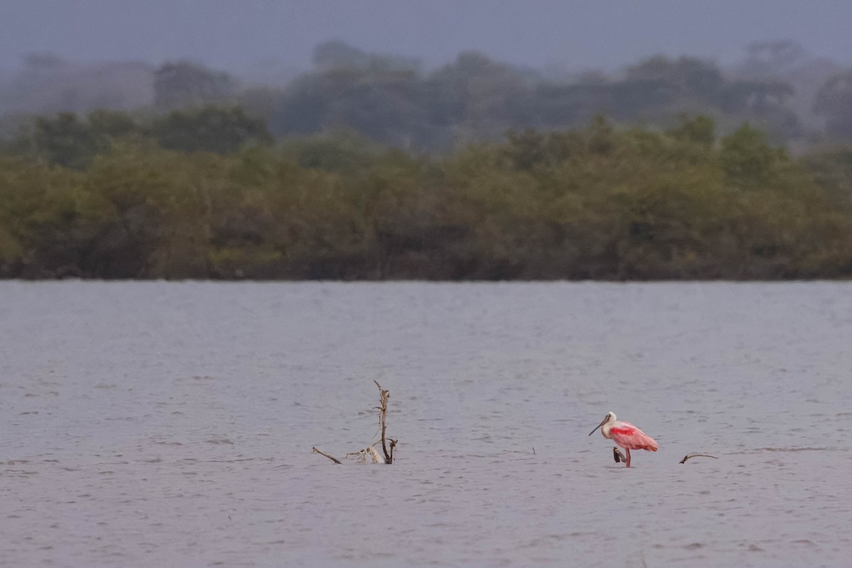 Roseate Spoonbill - ML620556843