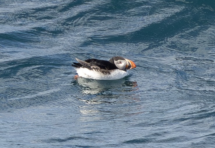 Atlantic Puffin - ML620556848