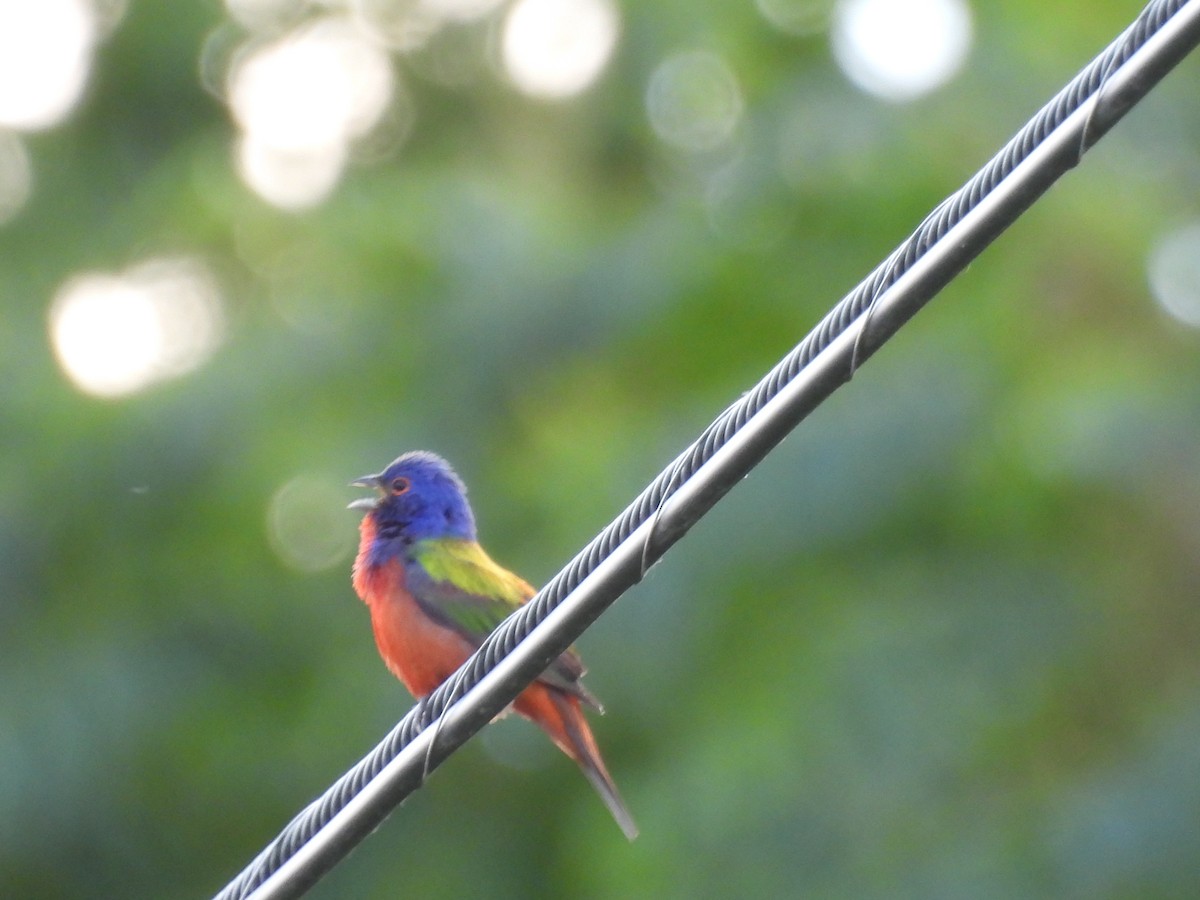 Painted Bunting - ML620556853