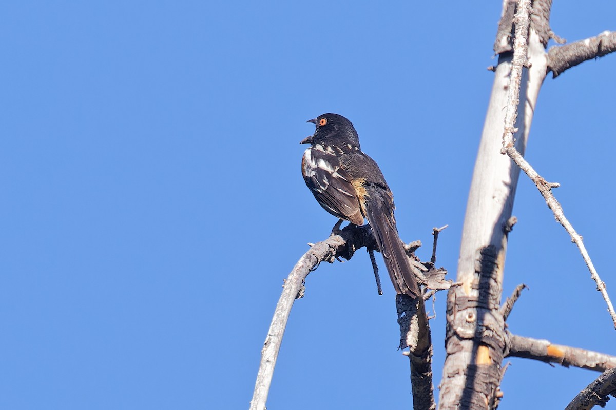 Spotted Towhee - ML620556854