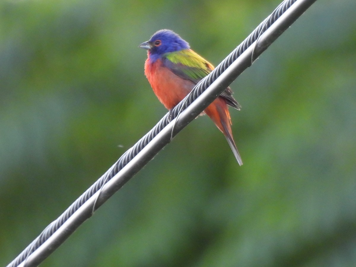 Painted Bunting - ML620556856