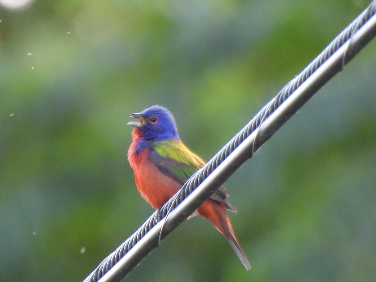 Painted Bunting - ML620556871