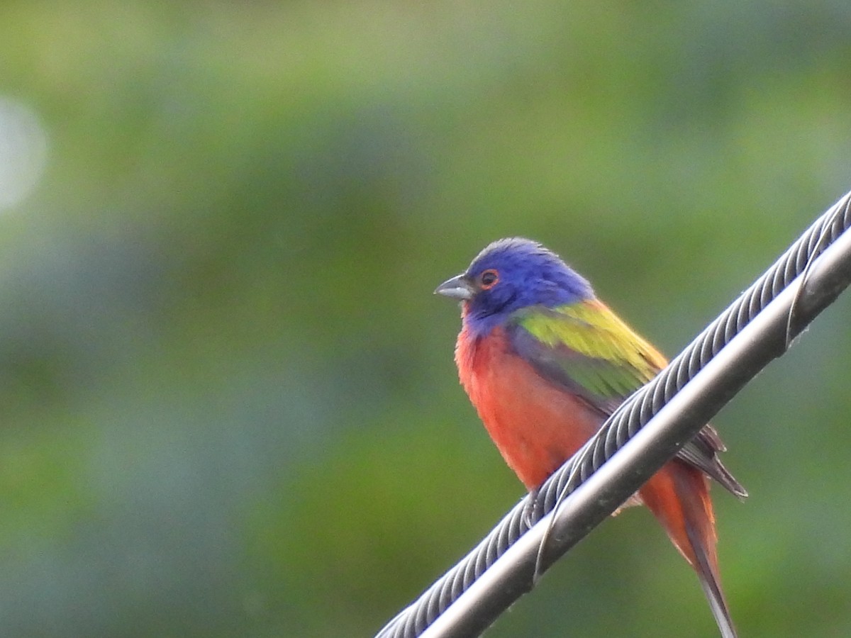 Painted Bunting - Cary Hillegonds