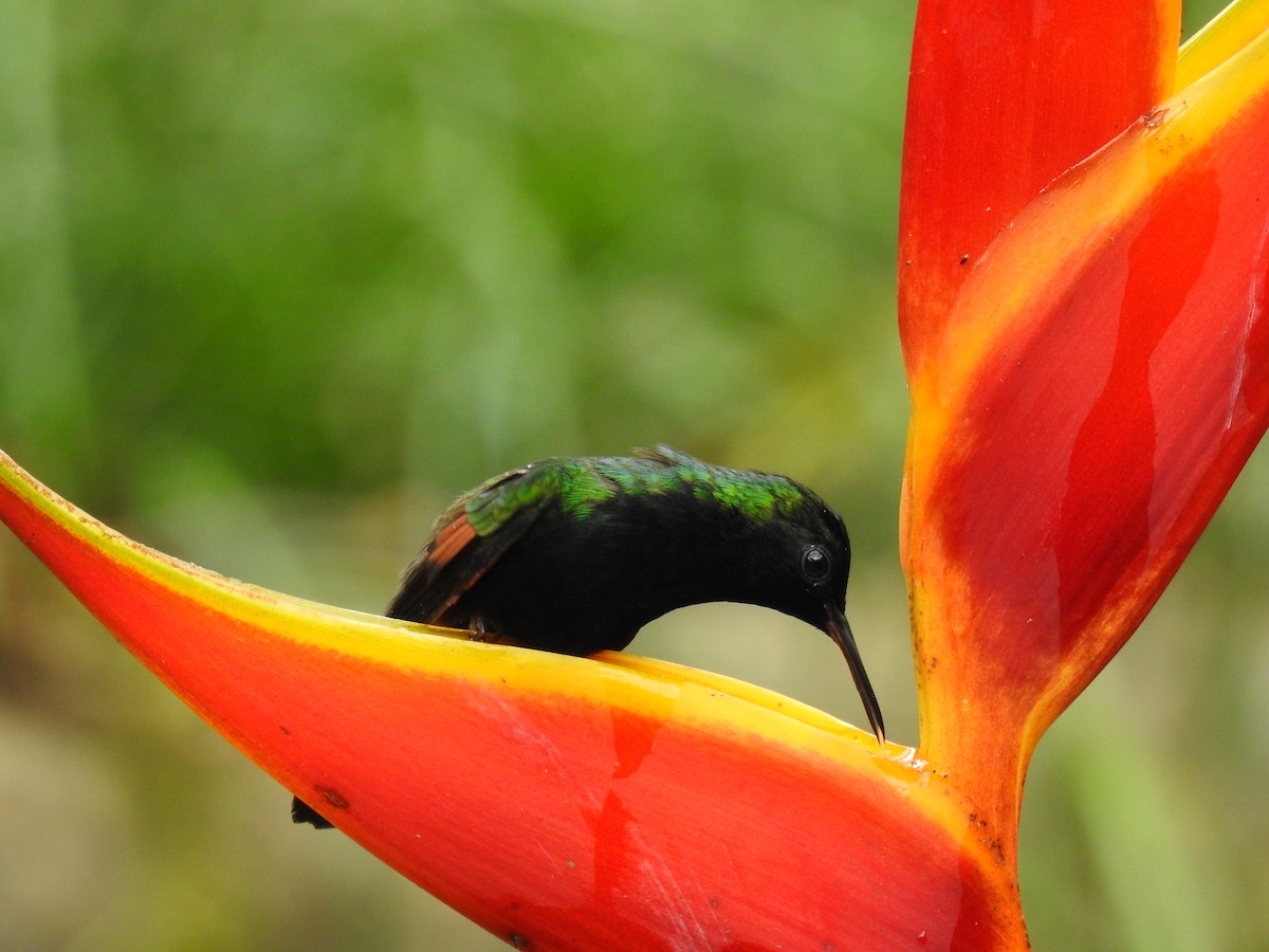 Colibri à ventre noir - ML620556876