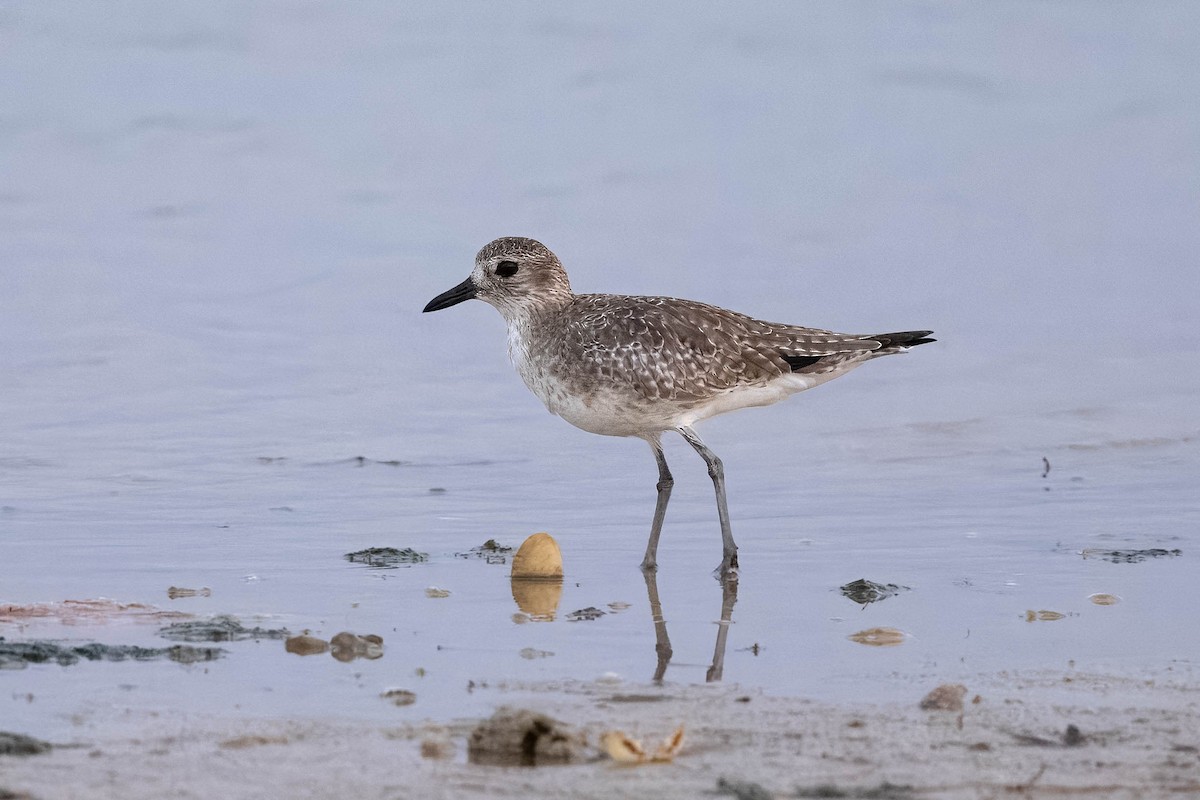 Black-bellied Plover - ML620556877