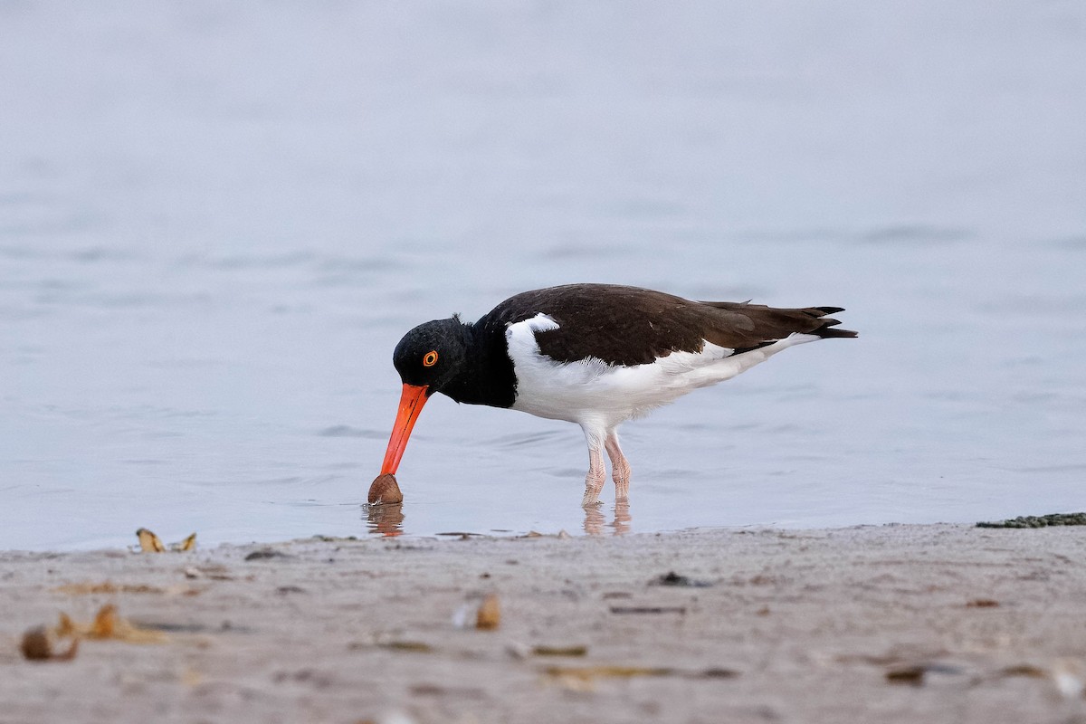 American Oystercatcher - ML620556886