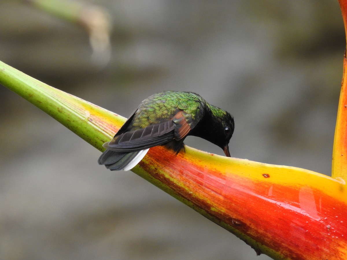 Colibri à ventre noir - ML620556891