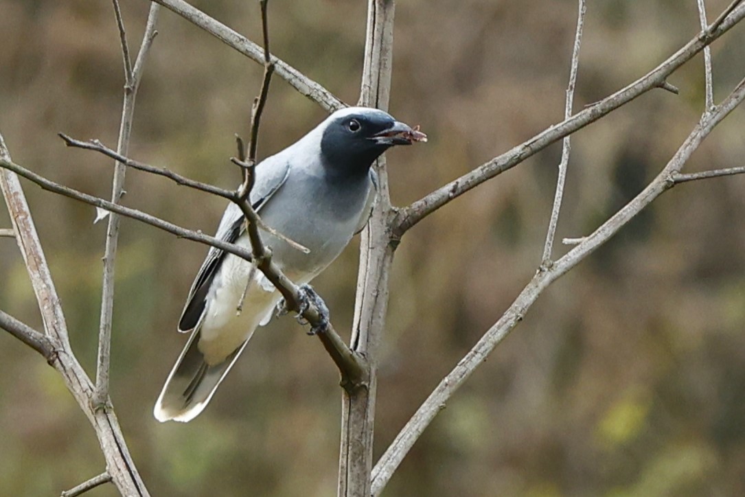 Black-faced Cuckooshrike - ML620556894