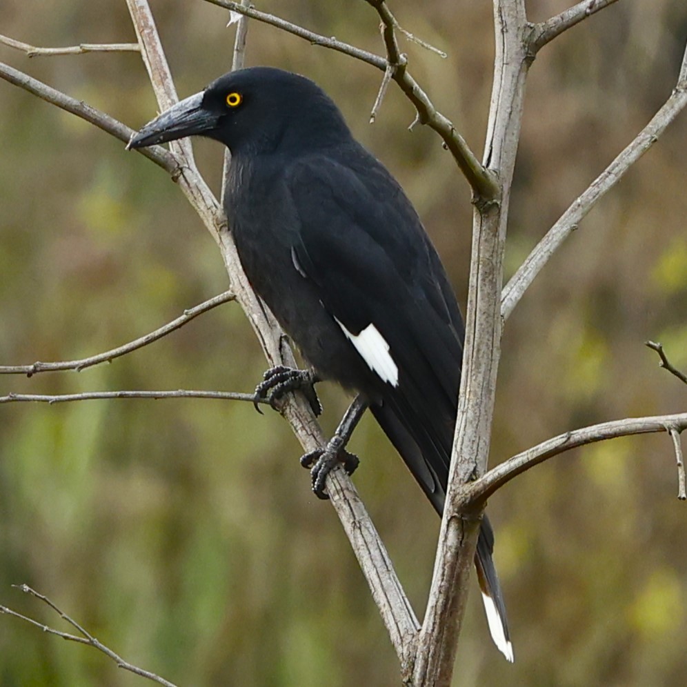 Pied Currawong - ML620556901