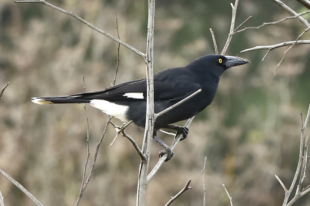 Pied Currawong - ML620556902