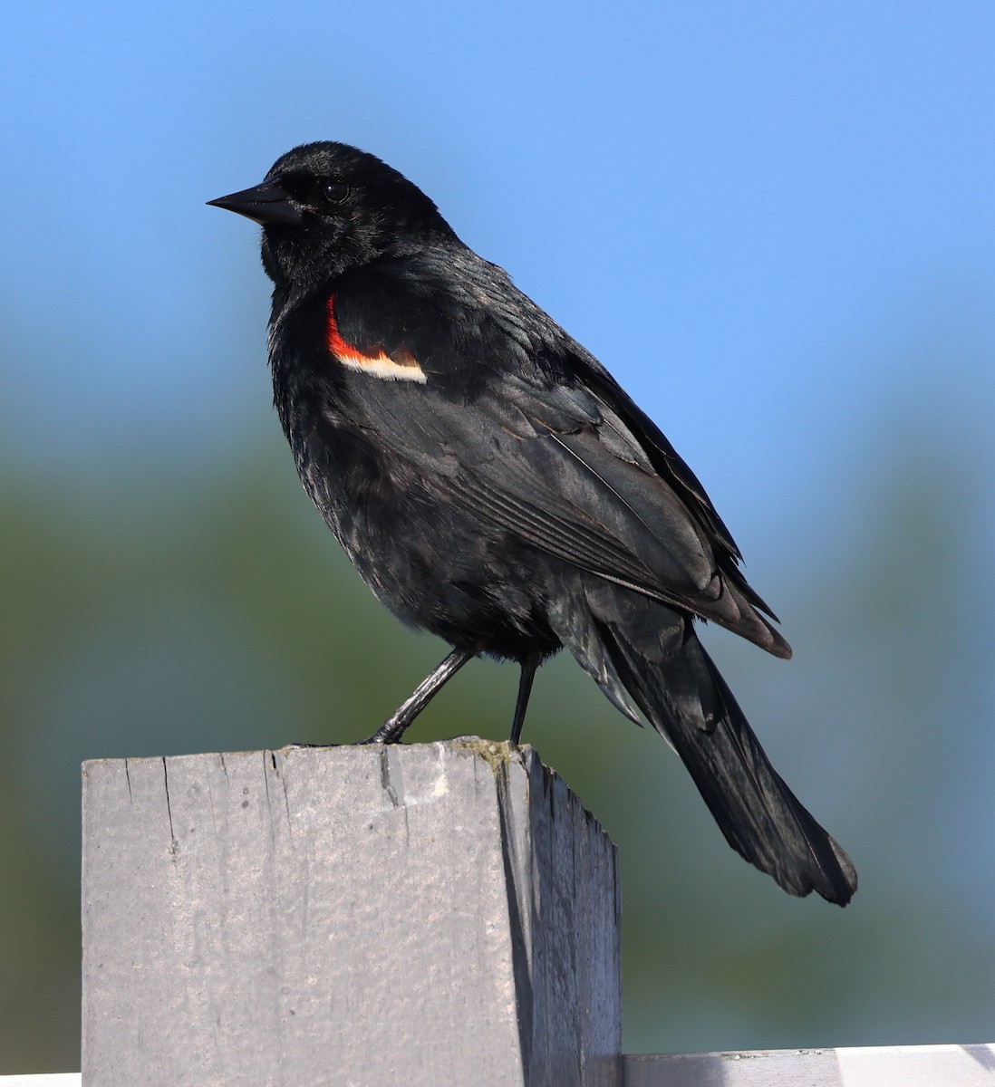 Red-winged Blackbird - ML620556904