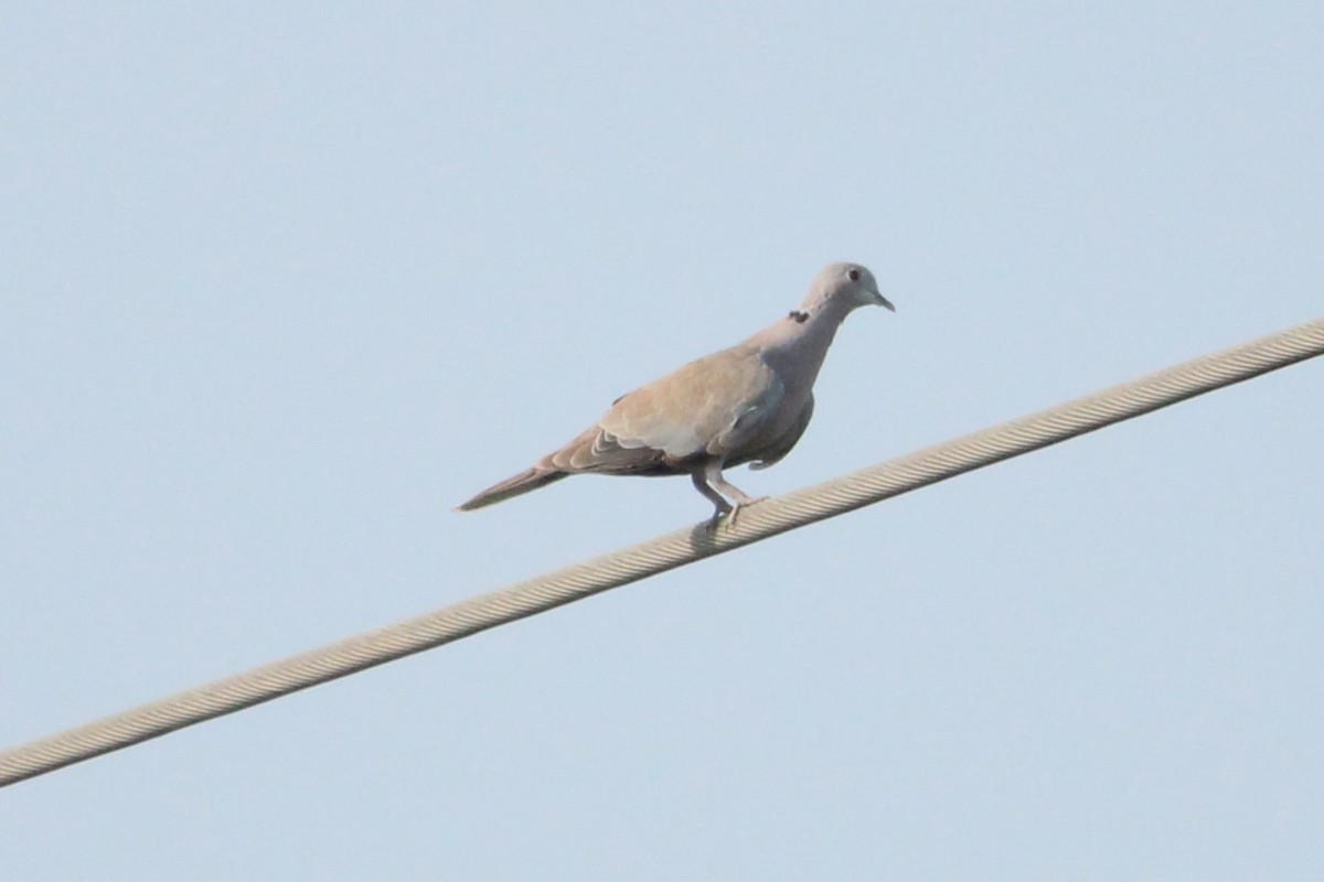Eurasian Collared-Dove - ML620556915
