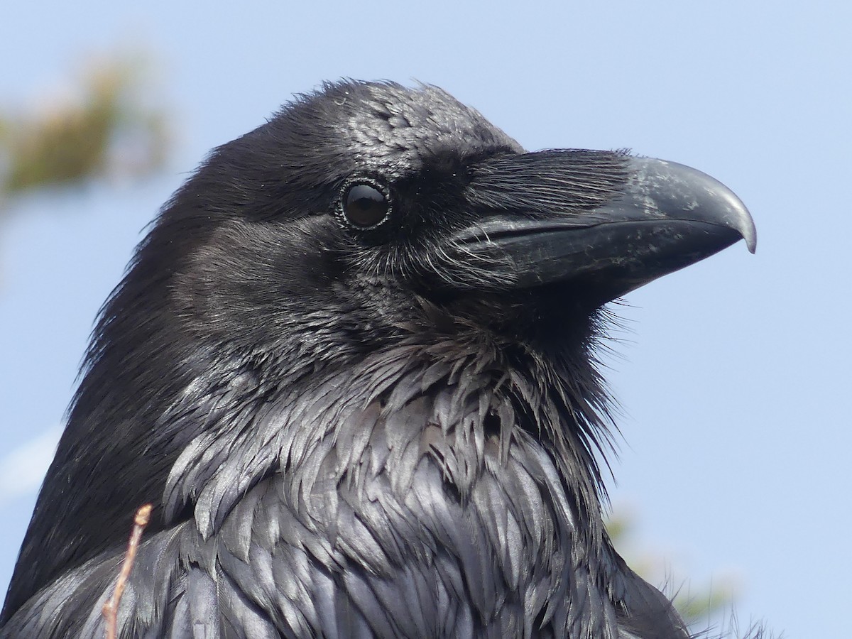 Common Raven - ML620556925