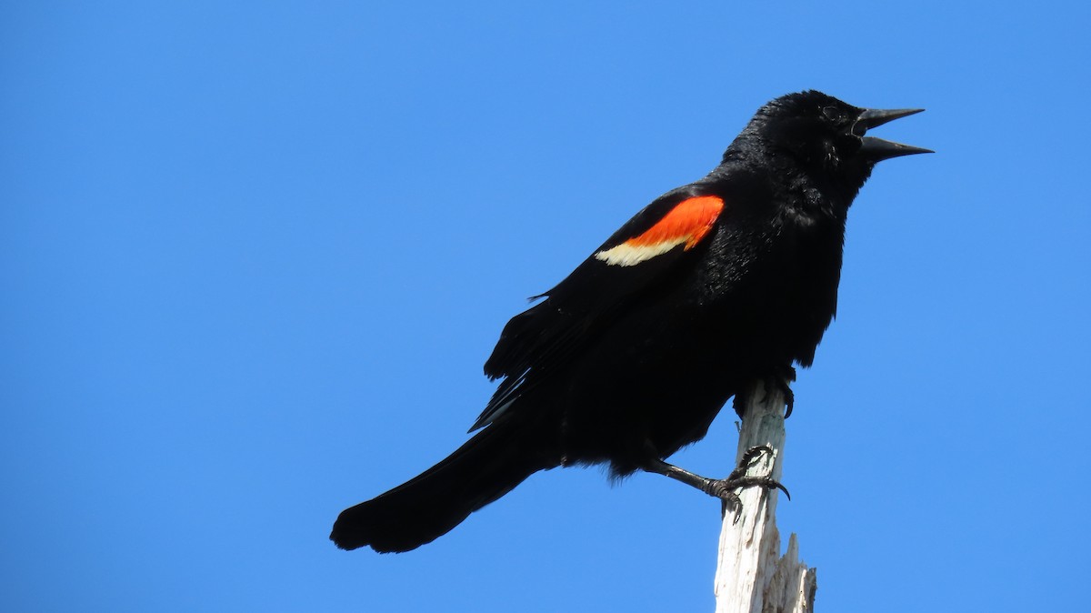 Red-winged Blackbird - ML620556934