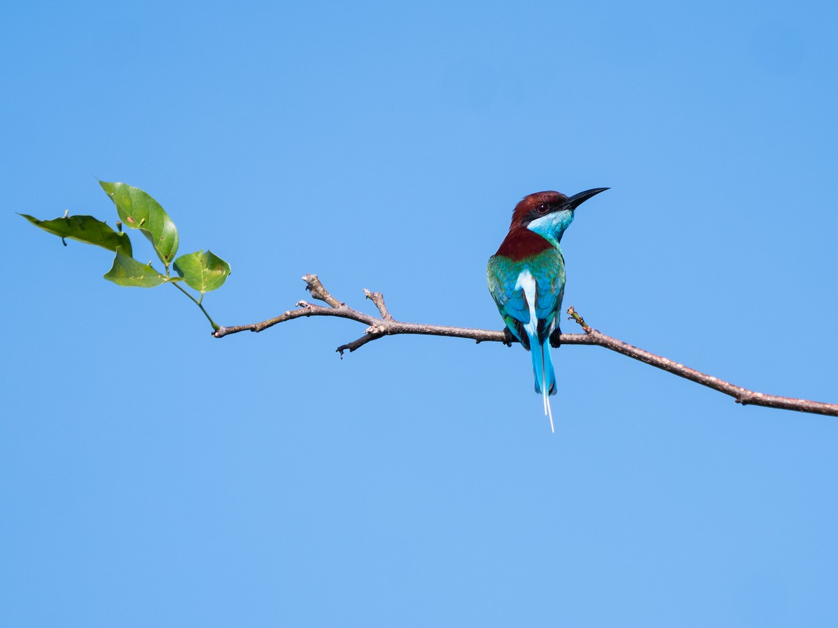 Blue-throated Bee-eater - ML620556939