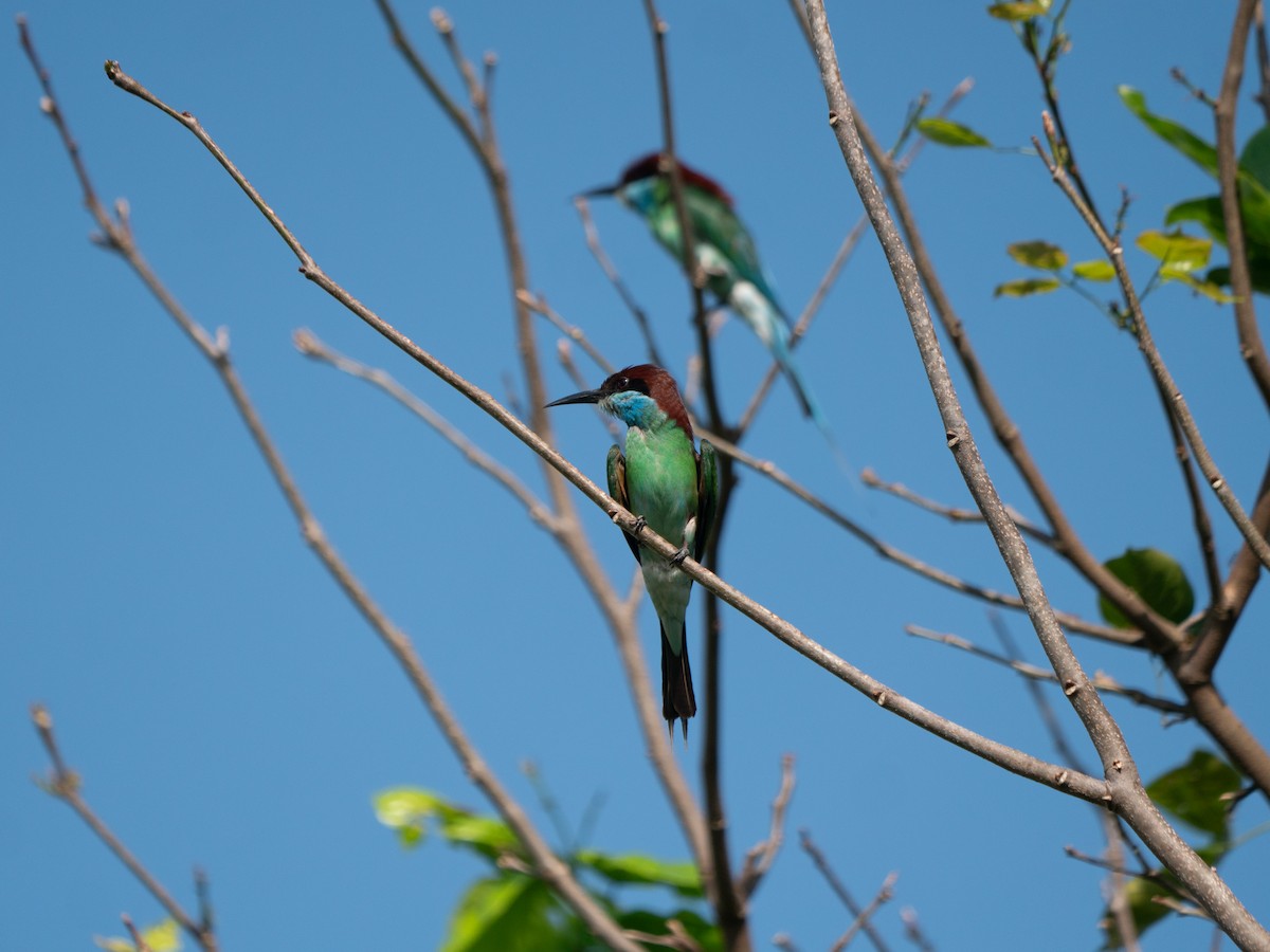 Blue-throated Bee-eater - ML620556940