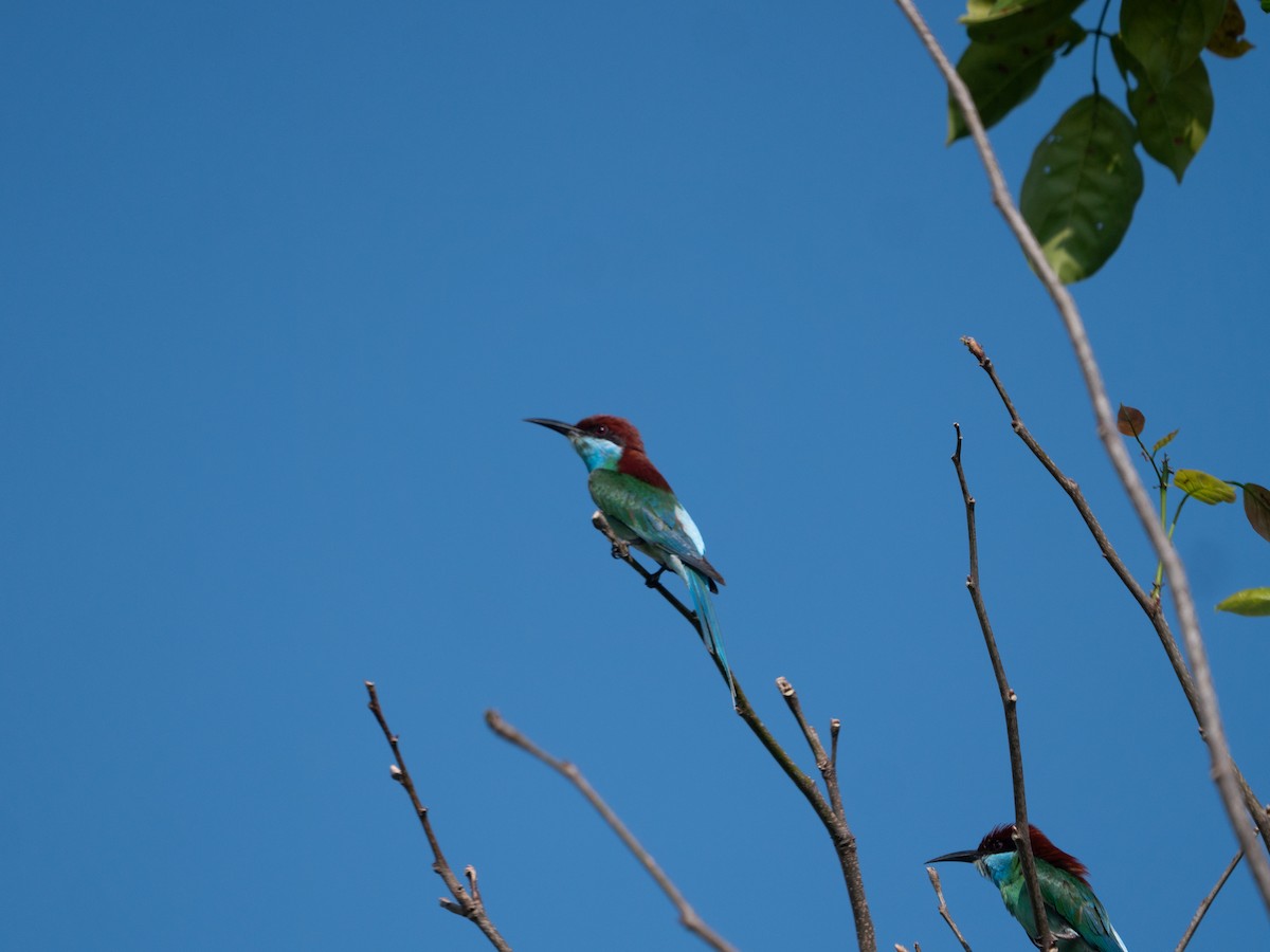 Blue-throated Bee-eater - ML620556941