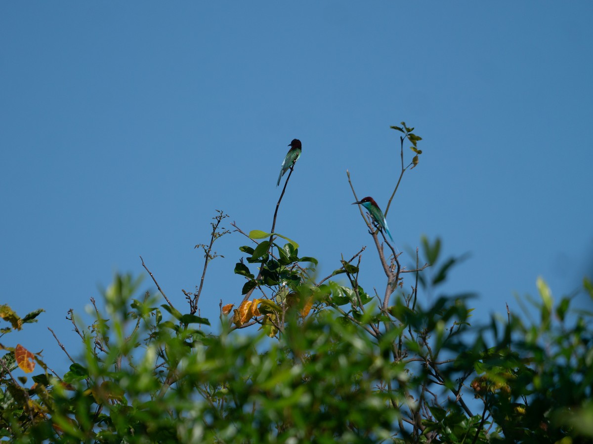 Blue-throated Bee-eater - ML620556942