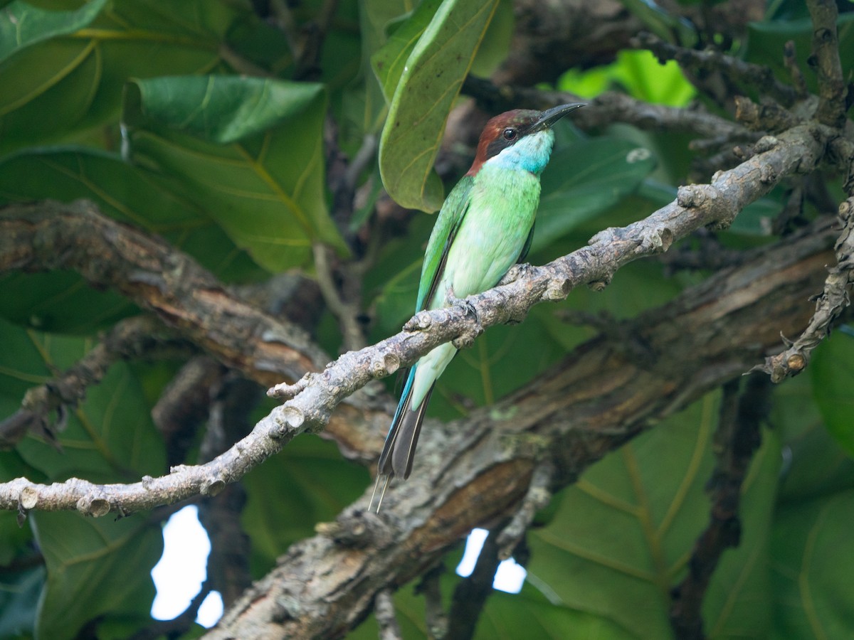Blue-throated Bee-eater - ML620556943