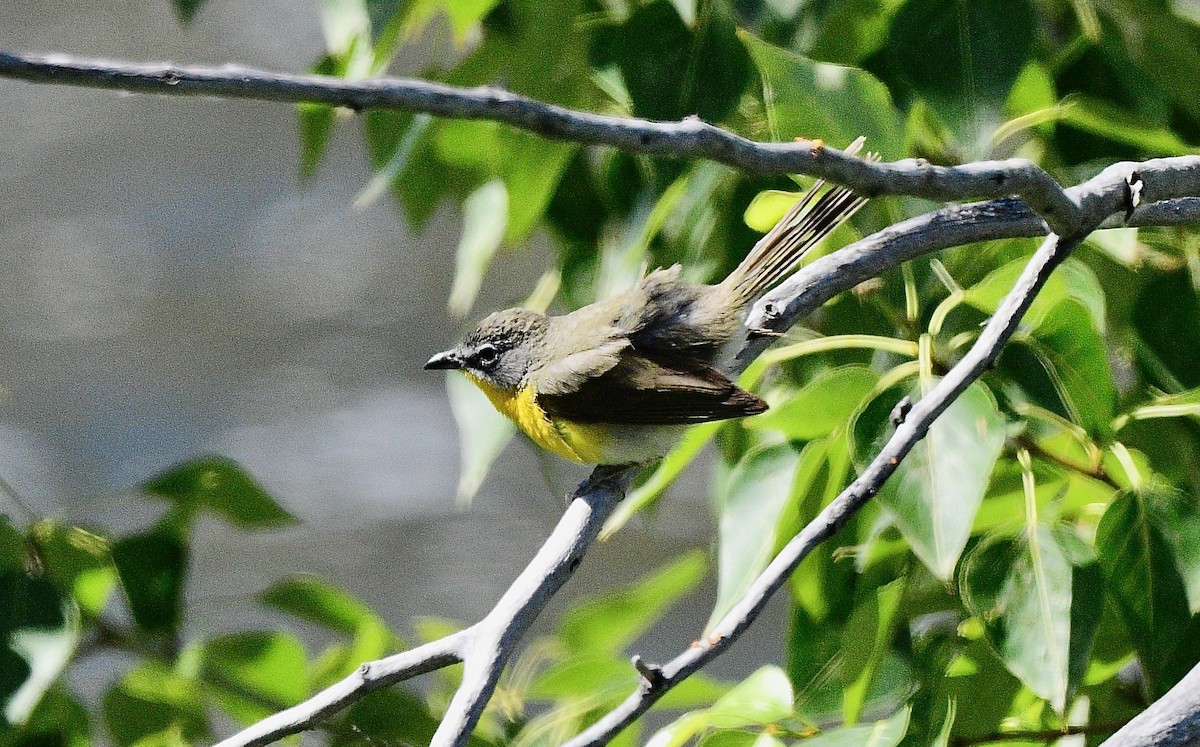 Yellow-breasted Chat - ML620556944