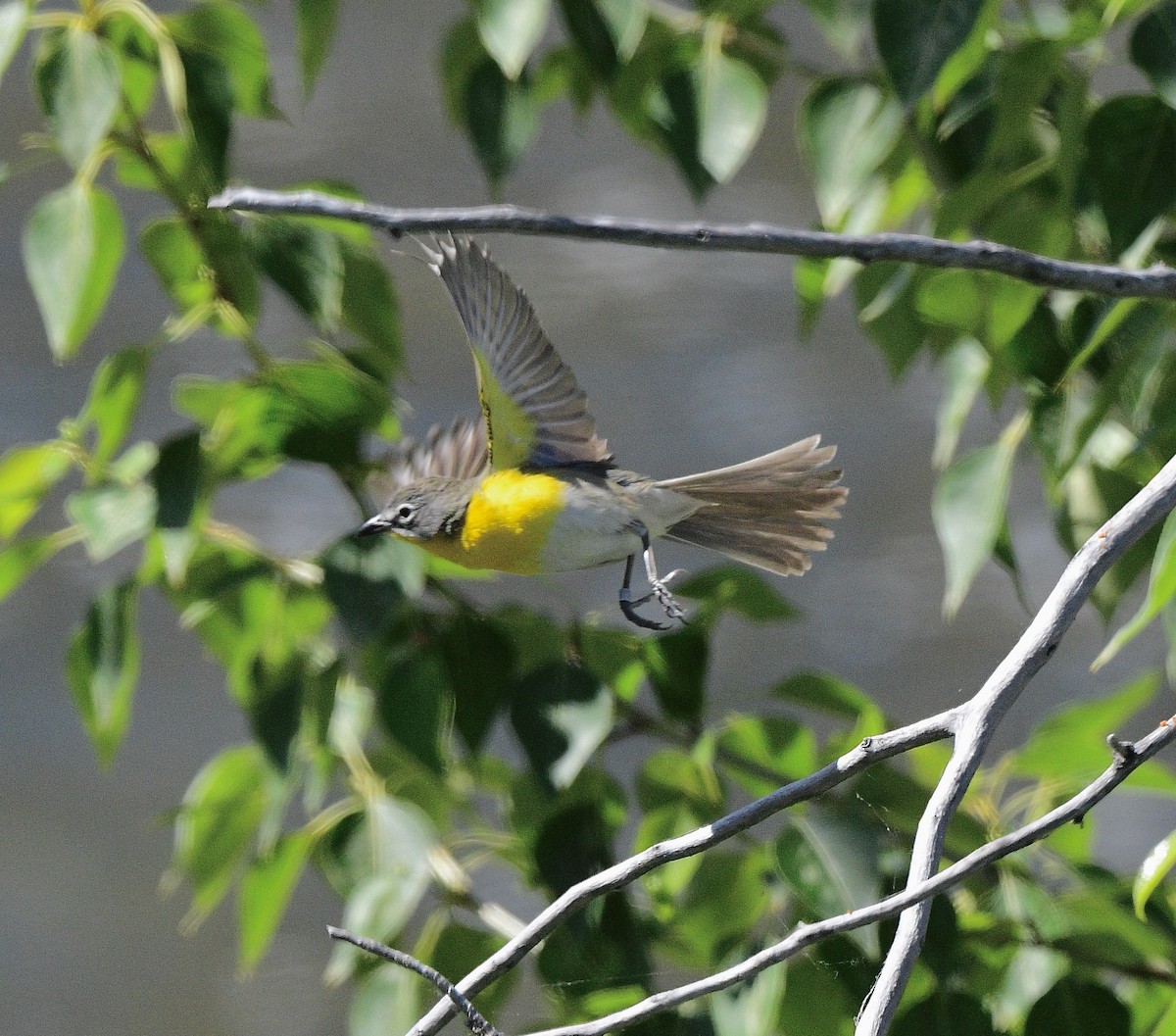 Yellow-breasted Chat - ML620556949