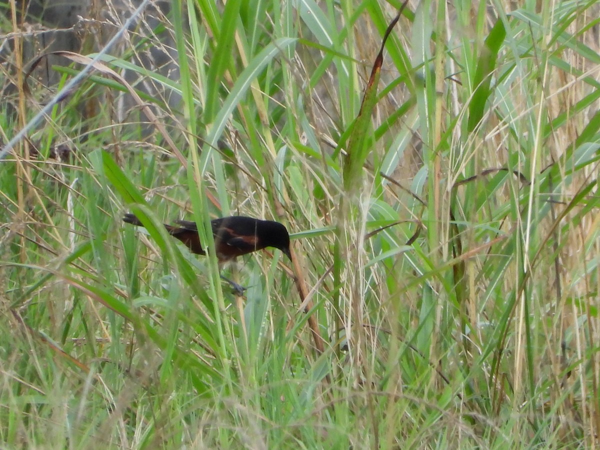 Orchard Oriole - Walter Calhoun