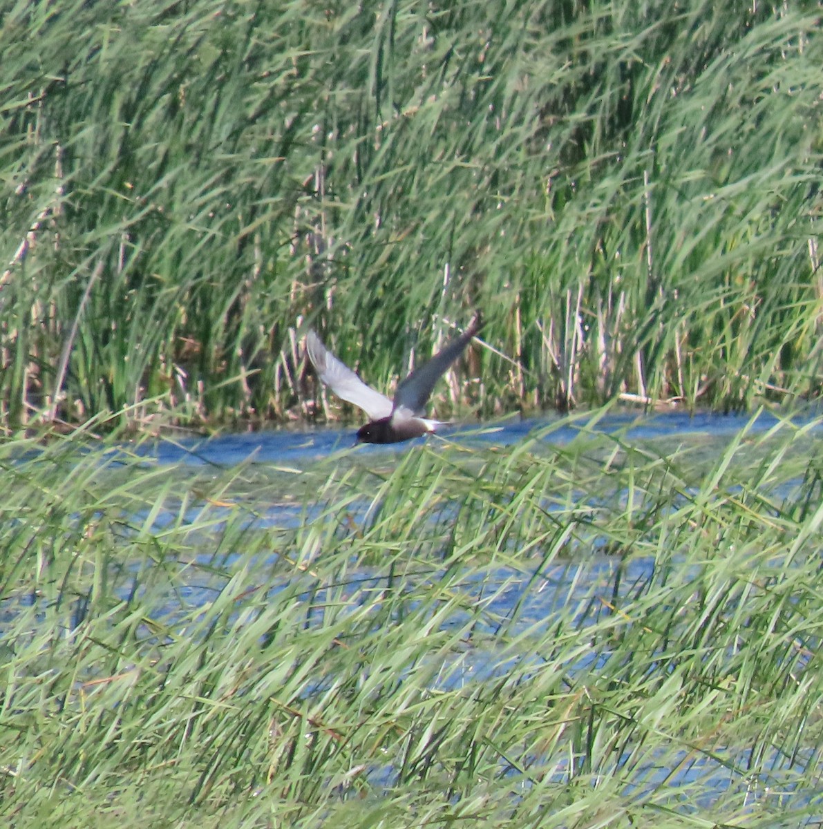 Black Tern - ML620556955