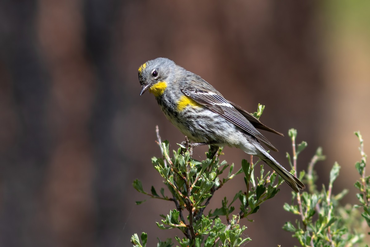 Yellow-rumped Warbler (Audubon's) - ML620556961