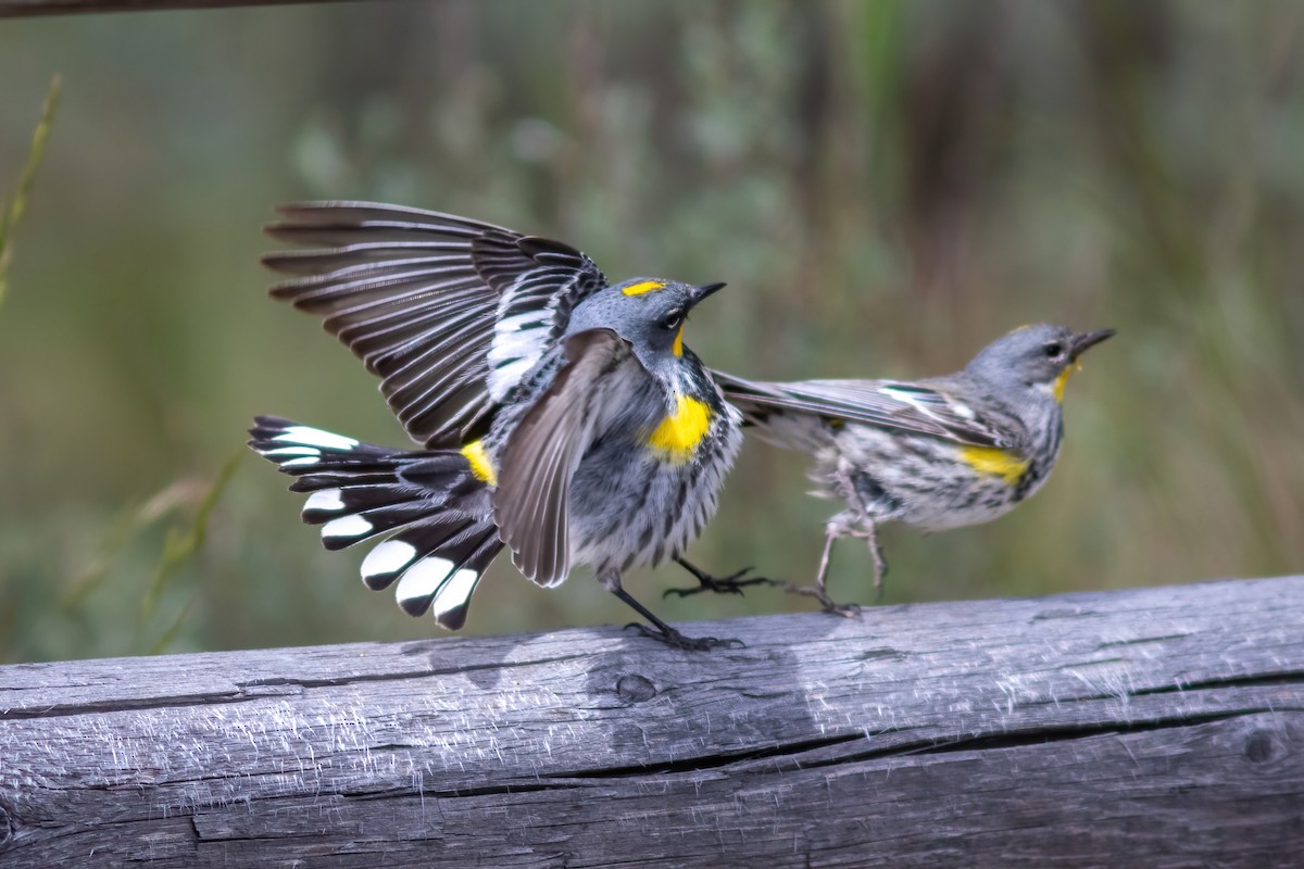 Yellow-rumped Warbler (Audubon's) - ML620556962