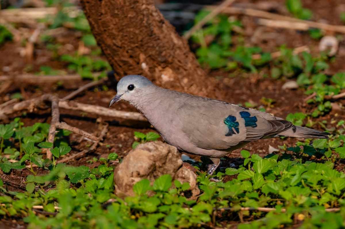Emerald-spotted Wood-Dove - ML620556975
