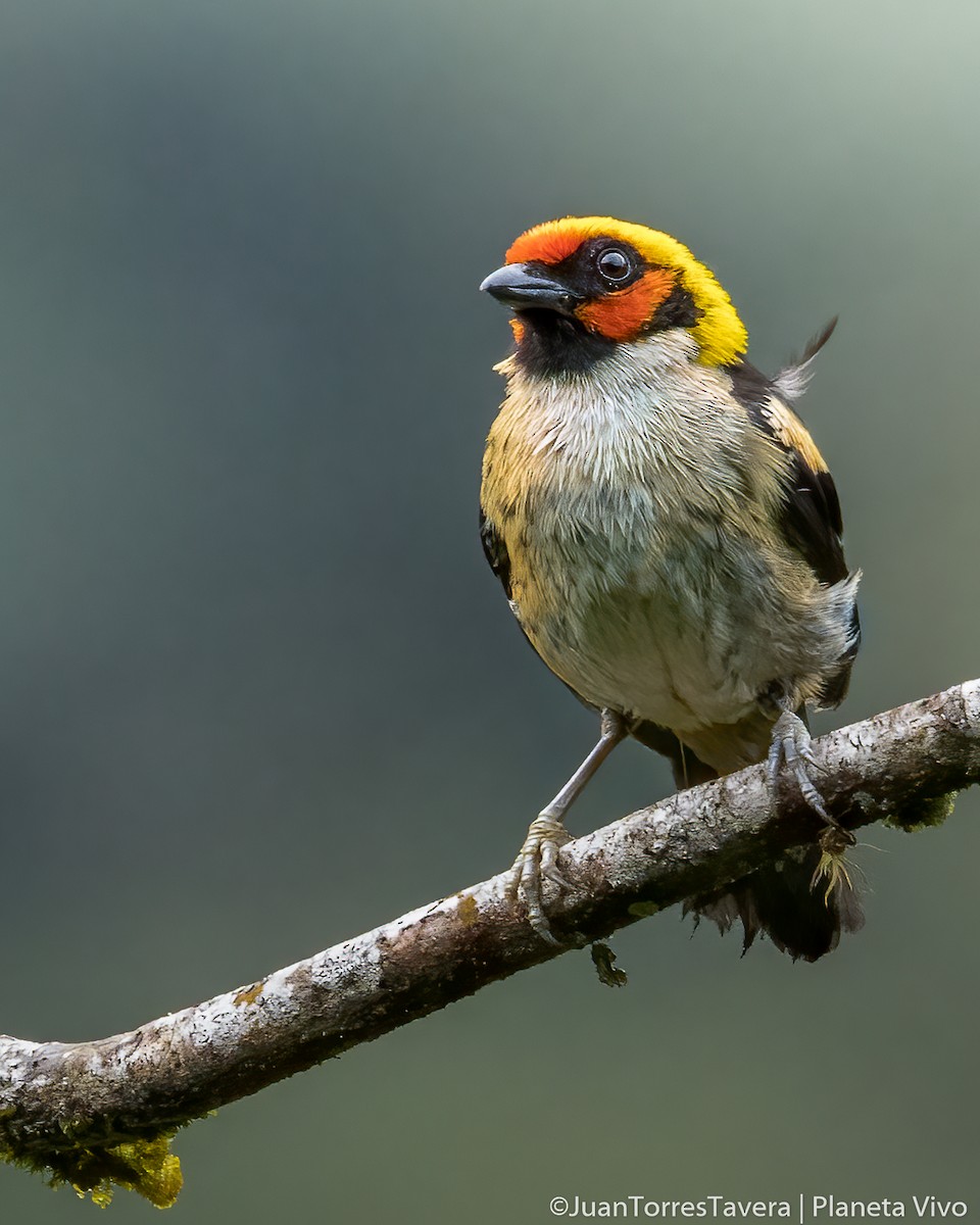 Flame-faced Tanager - ML620556992