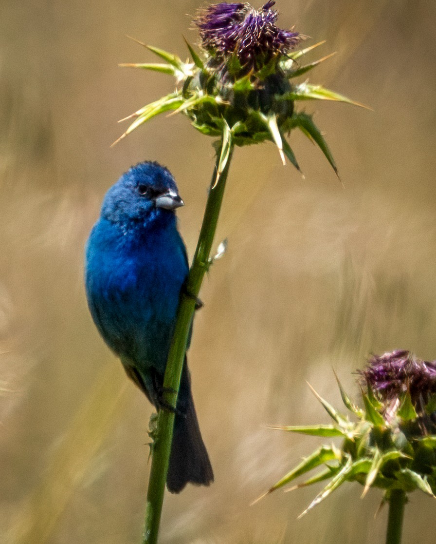 Passerin indigo - ML620556998