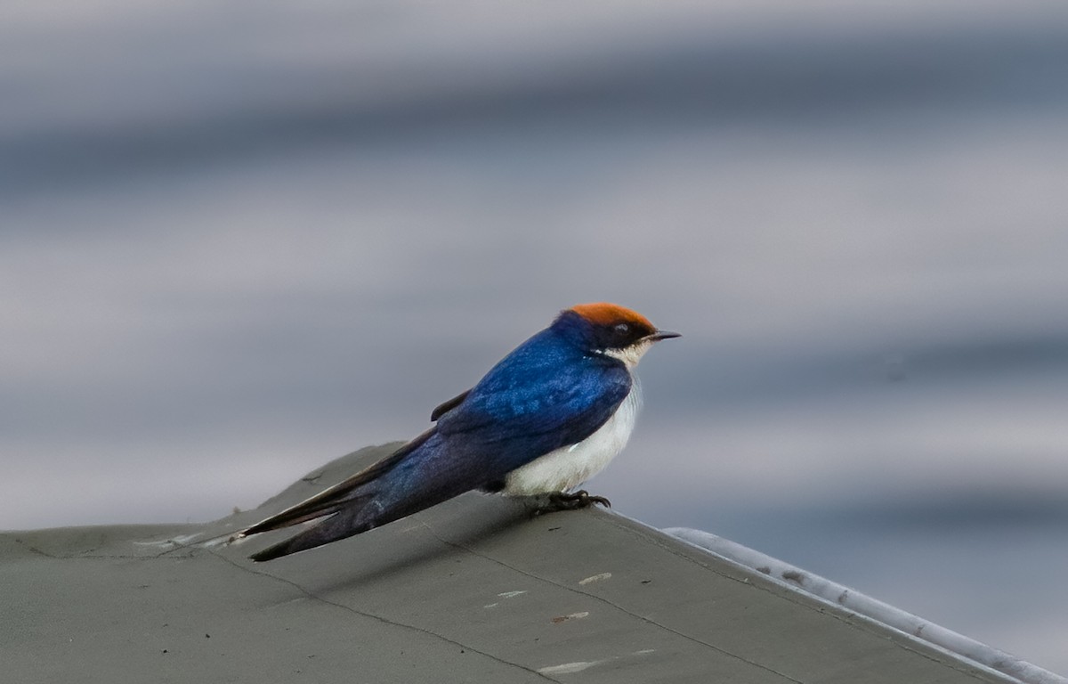 Wire-tailed Swallow - ML620557005