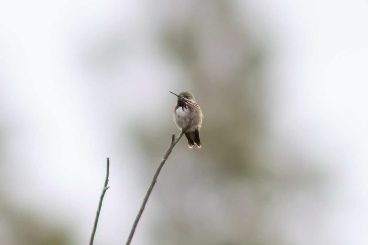 Calliope Hummingbird - ML620557006