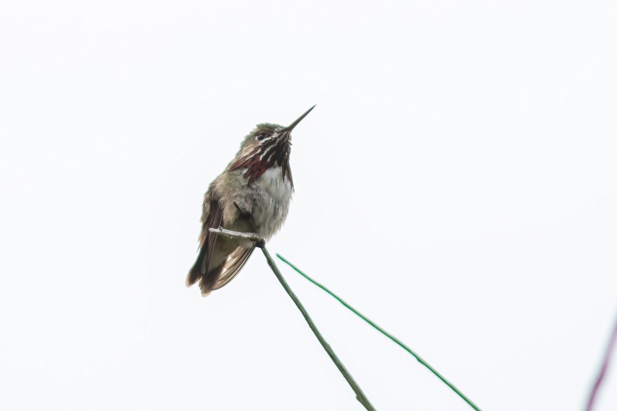 Calliope Hummingbird - ML620557007